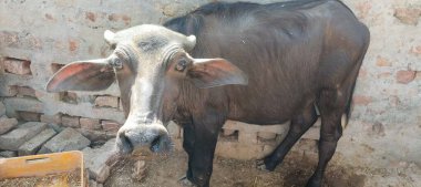 Bir bufalo, muazzam şekliyle, dayanıklılığının ve dayanıklılığının bir göstergesi olarak, karenin sakinliğinde gururla durur. Her gergin kas asırlık bilgiyi ortaya çıkarır ve evcilleştirilmemiş bir hayatta kalma örneğidir. Bakışı vahşi enerjiyi somutlaştırıyor. 