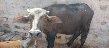 Bir bufalo, muazzam şekliyle, dayanıklılığının ve dayanıklılığının bir göstergesi olarak, karenin sakinliğinde gururla durur. Her gergin kas asırlık bilgiyi ortaya çıkarır ve evcilleştirilmemiş bir hayatta kalma örneğidir. Bakışı vahşi enerjiyi somutlaştırıyor. 