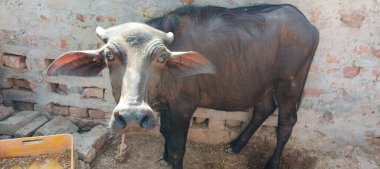 Bir bufalo, muazzam şekliyle, dayanıklılığının ve dayanıklılığının bir göstergesi olarak, karenin sakinliğinde gururla durur. Her gergin kas asırlık bilgiyi ortaya çıkarır ve evcilleştirilmemiş bir hayatta kalma örneğidir. Bakışı vahşi enerjiyi somutlaştırıyor. 