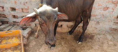 Bir bufalo, muazzam şekliyle, dayanıklılığının ve dayanıklılığının bir göstergesi olarak, karenin sakinliğinde gururla durur. Her gergin kas asırlık bilgiyi ortaya çıkarır ve evcilleştirilmemiş bir hayatta kalma örneğidir. Bakışı vahşi enerjiyi somutlaştırıyor. 