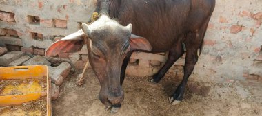 Bir bufalo, muazzam şekliyle, dayanıklılığının ve dayanıklılığının bir göstergesi olarak, karenin sakinliğinde gururla durur. Her gergin kas asırlık bilgiyi ortaya çıkarır ve evcilleştirilmemiş bir hayatta kalma örneğidir. Bakışı vahşi enerjiyi somutlaştırıyor. 