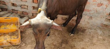Bir bufalo, muazzam şekliyle, dayanıklılığının ve dayanıklılığının bir göstergesi olarak, karenin sakinliğinde gururla durur. Her gergin kas asırlık bilgiyi ortaya çıkarır ve evcilleştirilmemiş bir hayatta kalma örneğidir. Bakışı vahşi enerjiyi somutlaştırıyor. 