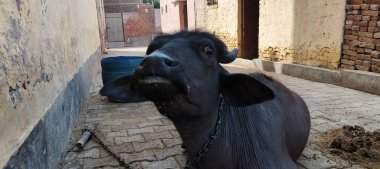 Bir bufalo, muazzam şekliyle, dayanıklılığının ve dayanıklılığının bir göstergesi olarak, karenin sakinliğinde gururla durur. Her gergin kas asırlık bilgiyi ortaya çıkarır ve evcilleştirilmemiş bir hayatta kalma örneğidir. Bakışı vahşi enerjiyi somutlaştırıyor. 