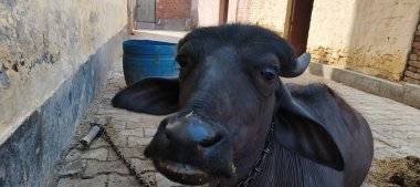 Bir bufalo, muazzam şekliyle, dayanıklılığının ve dayanıklılığının bir göstergesi olarak, karenin sakinliğinde gururla durur. Her gergin kas asırlık bilgiyi ortaya çıkarır ve evcilleştirilmemiş bir hayatta kalma örneğidir. Bakışı vahşi enerjiyi somutlaştırıyor. 