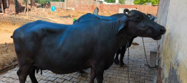 Bir bufalo, muazzam şekliyle, dayanıklılığının ve dayanıklılığının bir göstergesi olarak, karenin sakinliğinde gururla durur. Her gergin kas asırlık bilgiyi ortaya çıkarır ve evcilleştirilmemiş bir hayatta kalma örneğidir. Bakışı vahşi enerjiyi somutlaştırıyor. 