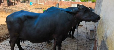 Bir bufalo, muazzam şekliyle, dayanıklılığının ve dayanıklılığının bir göstergesi olarak, karenin sakinliğinde gururla durur. Her gergin kas asırlık bilgiyi ortaya çıkarır ve evcilleştirilmemiş bir hayatta kalma örneğidir. Bakışı vahşi enerjiyi somutlaştırıyor. 