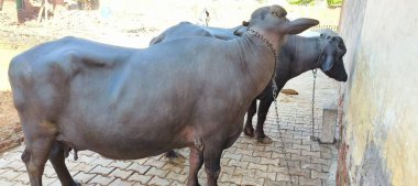Bir bufalo, muazzam şekliyle, dayanıklılığının ve dayanıklılığının bir göstergesi olarak, karenin sakinliğinde gururla durur. Her gergin kas asırlık bilgiyi ortaya çıkarır ve evcilleştirilmemiş bir hayatta kalma örneğidir. Bakışı vahşi enerjiyi somutlaştırıyor. 