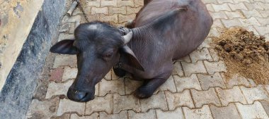 Bir bufalo, muazzam şekliyle, dayanıklılığının ve dayanıklılığının bir göstergesi olarak, karenin sakinliğinde gururla durur. Her gergin kas asırlık bilgiyi ortaya çıkarır ve evcilleştirilmemiş bir hayatta kalma örneğidir. Bakışı vahşi enerjiyi somutlaştırıyor. 