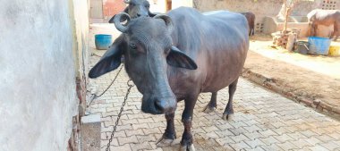 Bir bufalo, muazzam şekliyle, dayanıklılığının ve dayanıklılığının bir göstergesi olarak, karenin sakinliğinde gururla durur. Her gergin kas asırlık bilgiyi ortaya çıkarır ve evcilleştirilmemiş bir hayatta kalma örneğidir. Bakışı vahşi enerjiyi somutlaştırıyor. 