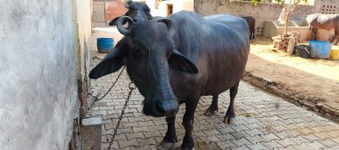 Bir bufalo, muazzam şekliyle, dayanıklılığının ve dayanıklılığının bir göstergesi olarak, karenin sakinliğinde gururla durur. Her gergin kas asırlık bilgiyi ortaya çıkarır ve evcilleştirilmemiş bir hayatta kalma örneğidir. Bakışı vahşi enerjiyi somutlaştırıyor. 