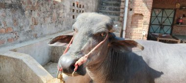 Bir bufalo, muazzam şekliyle, dayanıklılığının ve dayanıklılığının bir göstergesi olarak, karenin sakinliğinde gururla durur. Her gergin kas asırlık bilgiyi ortaya çıkarır ve evcilleştirilmemiş bir hayatta kalma örneğidir. Bakışı vahşi enerjiyi somutlaştırıyor. 