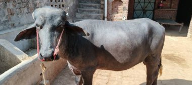 Bir bufalo, muazzam şekliyle, dayanıklılığının ve dayanıklılığının bir göstergesi olarak, karenin sakinliğinde gururla durur. Her gergin kas asırlık bilgiyi ortaya çıkarır ve evcilleştirilmemiş bir hayatta kalma örneğidir. Bakışı vahşi enerjiyi somutlaştırıyor. 