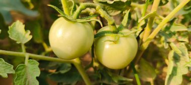 Olgunlaşmamış domatesler, bulanık bir arkaplanda, bir bahçe dalında yetişiyor.