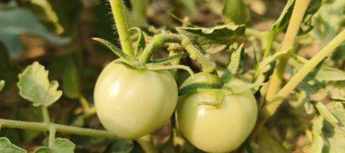 Olgunlaşmamış domatesler, bulanık bir arkaplanda, bir bahçe dalında yetişiyor.