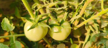 Olgunlaşmamış domatesler, bulanık bir arkaplanda, bir bahçe dalında yetişiyor.