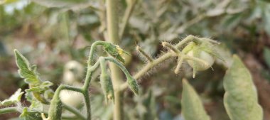 Olgunlaşmamış domatesler, bulanık bir arkaplanda, bir bahçe dalında yetişiyor.