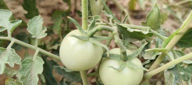 Olgunlaşmamış domatesler, bulanık bir arkaplanda, bir bahçe dalında yetişiyor.