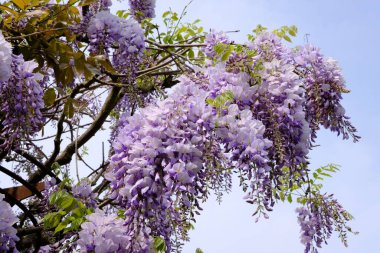 İlkbaharda parkta çiçek açan leylak ağacı.