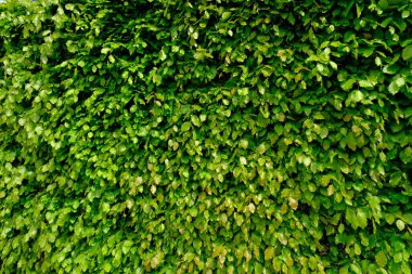 Küçük yeşil yapraklardan oluşan duvar