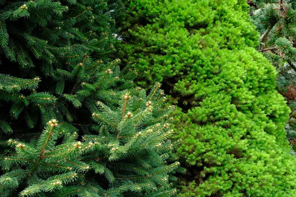 Ramos Verdes Várias Árvores Natal Parque — Fotografia de Stock
