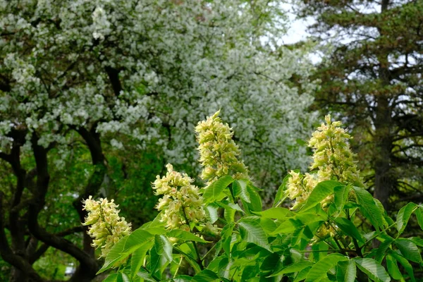 Castaño Joven Primavera Sobre Fondo Los Árboles Florecientes Parque —  Fotos de Stock