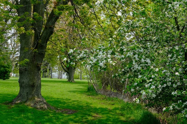 Friss Virágzó Fák Tavasszal Parkban Stock Kép