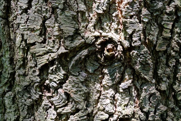 특유의 나무껍질 — 스톡 사진
