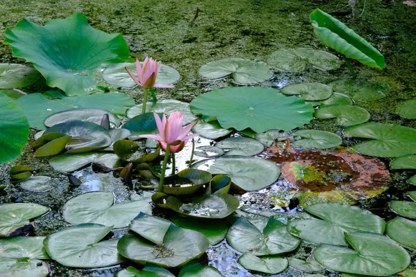 Pink Water Lily Pond — Stock Photo, Image