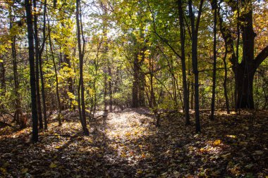 Yapraklı sonbahar ağaçları