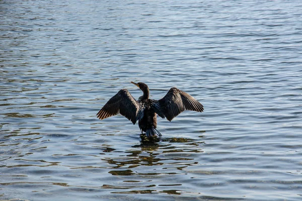 black bird in the lake taking sunbath