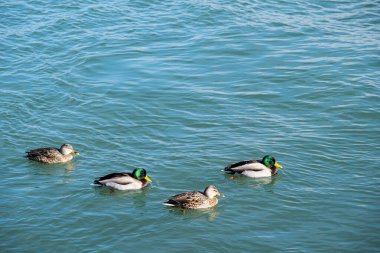 Bir grup ördek suda kürek çekiyor.