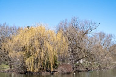 Nehir kenarındaki parkta ağaçlar ve yapraklar