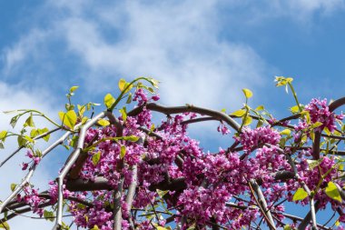 gökyüzüne karşı çiçek açan ağaç