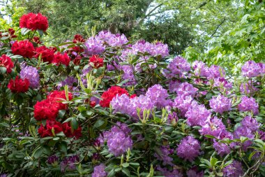 Niagara botanik bahçesinde çiçek açan bitkiler.