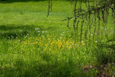 Parkta küçük sarı çiçekli taze yeşil çimenler var.