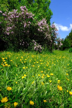 Parkta ilkbahar çiçek açan ağaçlar ve çayırlarda çiçekler  