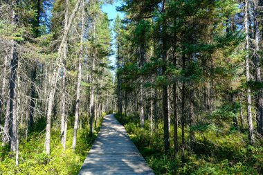 Spruce Bataklık Yolu