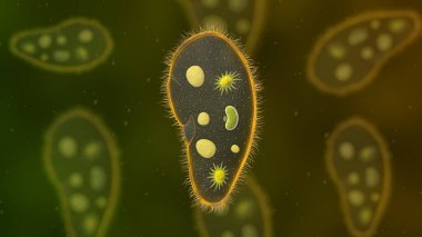 Paramesyum protozoa 3D çizim. Euglena Viridis proteusu