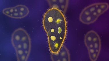 Paramesyum protozoa 3D çizim. Euglena Viridis proteusu