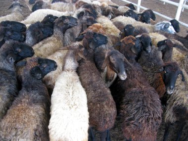 Türkmenistan 'da koyun pazarı