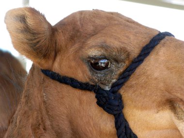 Dromedary - Üç deve türünün en uzunudur.