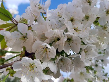 Kiraz çiçeği, Japon kirazı ya da sakura olarak da bilinir.
