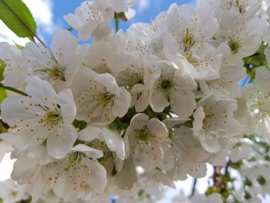 Kiraz çiçeği, Japon kirazı ya da sakura olarak da bilinir.