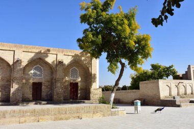 Jujube trees are ornamental trees that also produces loads of fruit