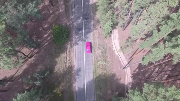 在高高的树梢上 驾驶着一辆红色的汽车 沿着松树林中的一条老路飞驰而过 — 图库视频影像