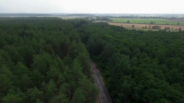 Pohled Výšky Nad Lesní Cestou Přes Borovice Létat Před Válkou — Stock video