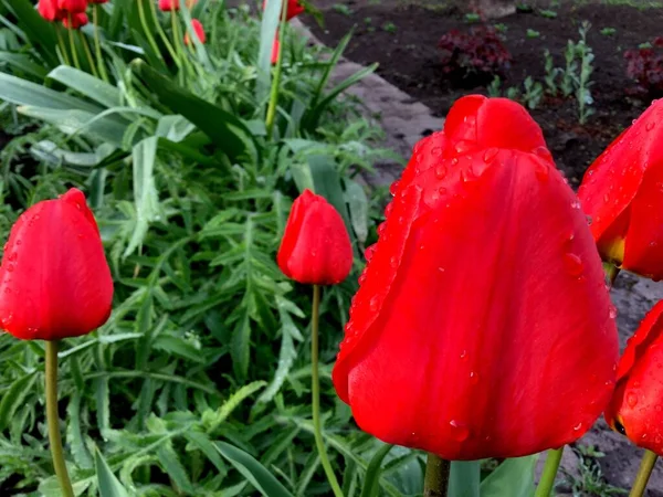 Kırmızı laleye çiy damlası düşer. Parlak ve doygun renkler. Arka plan bulanık. Yeşiller arka planda. Doğal ışıklandırma. Yapraklar. Yüksek kalite fotoğraf
