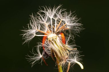 Makro çekimler, güzel doğa sahneleri. Yaprağın üzerindeki güzel uğur böceği odaklanmış arka plan