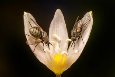Makro çekimler, güzel doğa sahneleri. Yaklaş güzel karasinek, yaz bahçesinde, çiçeğin üzerinde oturuyor..