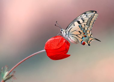 Makro çekimler, güzel doğa sahneleri. Yaklaş, güzel kelebek yaz bahçesindeki çiçekte oturuyor..